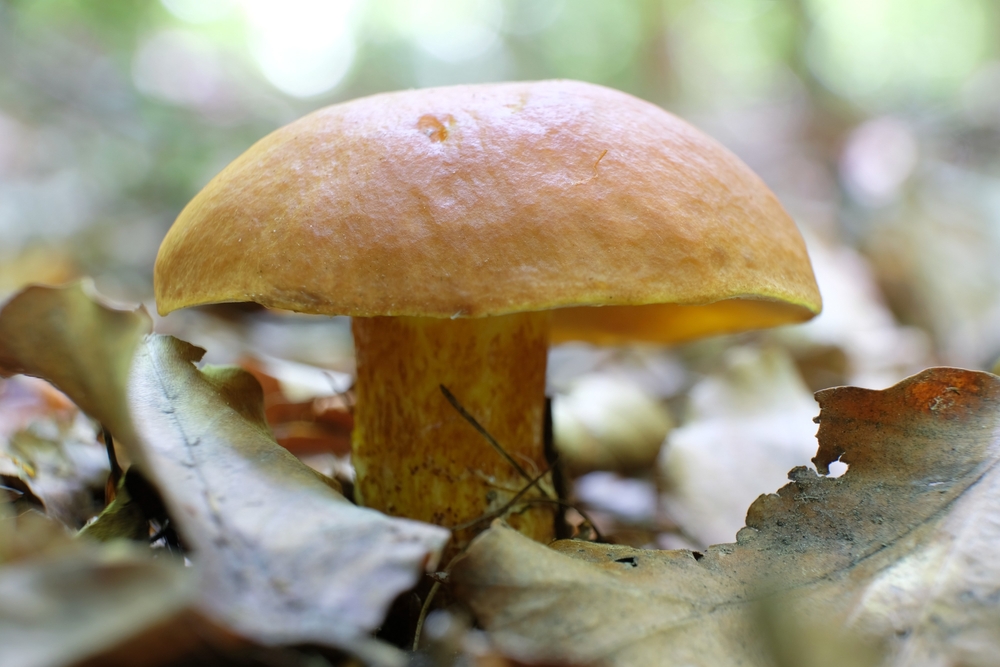 Bolet jaune : tous nos conseils pour bien le cuisiner