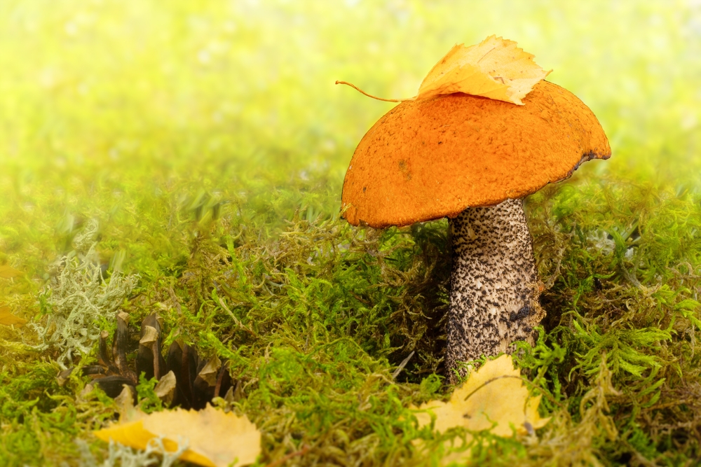 Le bolet orangé, un champignon savoureux ?