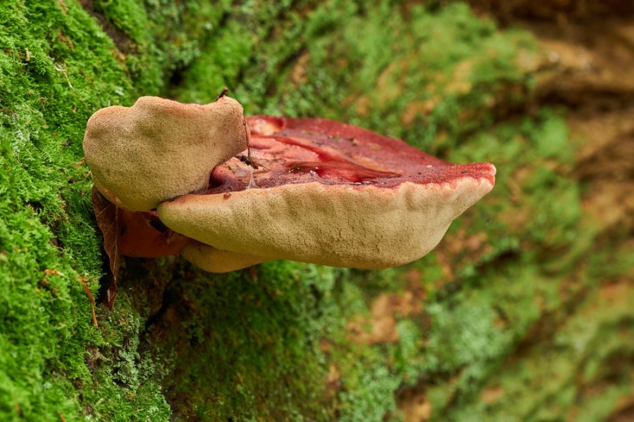 Champignon langue de boeuf : comment le cuisiner ?