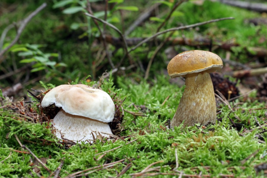 Le Suillus bovinus, un des champignons à chair blanchâtre.