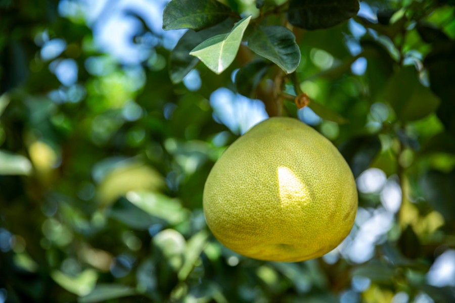 Pomelos chinois une alternative au pamplemousse